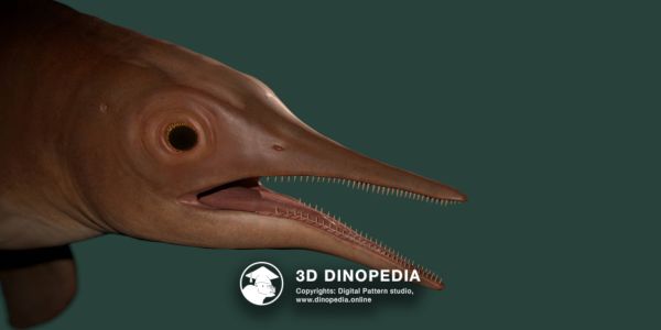 Triassic period Chaohusaurus 3D Dinopedia