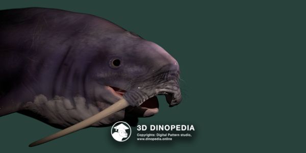 Período Neógeno Odobenocetops 3D Dinopedia