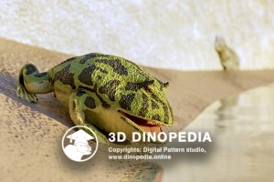 Cretaceous period Beelzebufo ampinga 3D Dinopedia