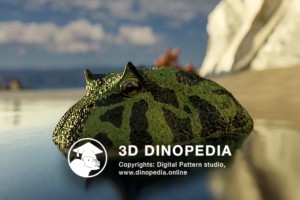 Cretaceous period Beelzebufo ampinga 3D Dinopedia