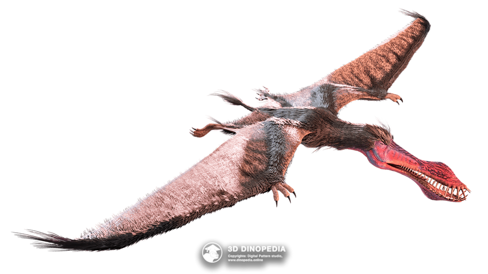 Anhanguera Dino Pet